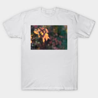 Little Autumn Leaves Glowing in Sunlight T-Shirt